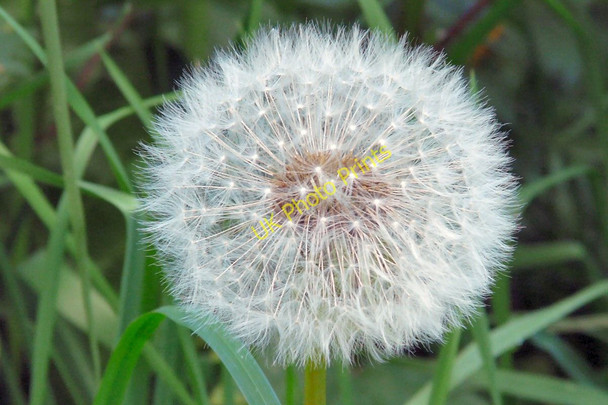 Photo 6"x4" Dandelion clock (close up) Hyde\/SJ9494 c2011