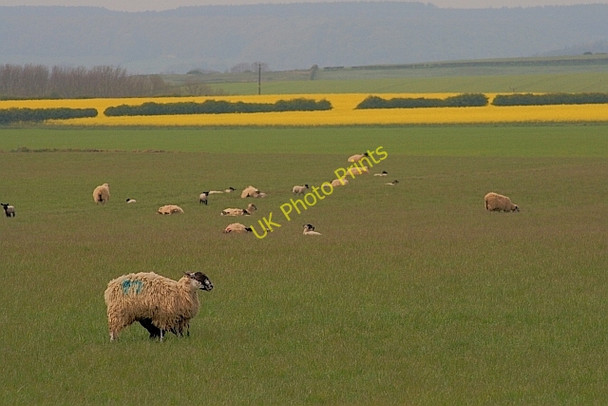 Photo 6"x4" Sheep pasture, Inn Moor Silpho c2011