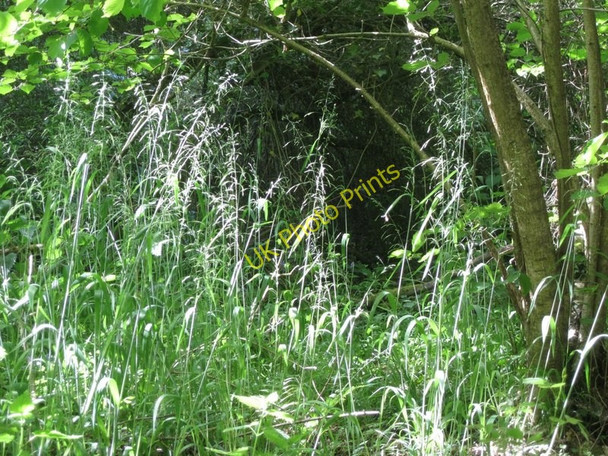Photo 6"x4" Wood Millet Barnmoor Green c2011