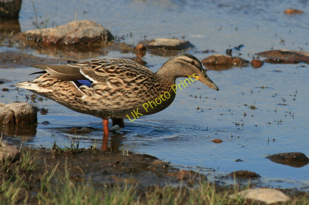Photo 6"x4" A mallard amongst the tadpoles Lochindorb Castle c2011