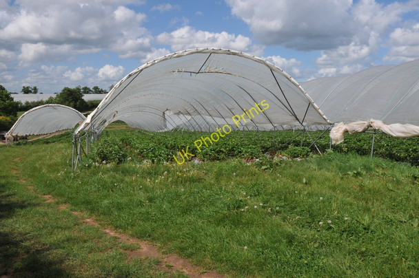 Photo 6"x4" Strawberries in Polytunnels Wood Bevington c2011