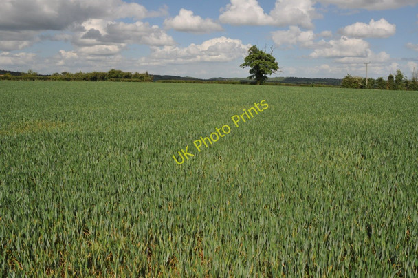 Photo 6"x4" Wheat field near Tothall Farm Salford Priors c2011