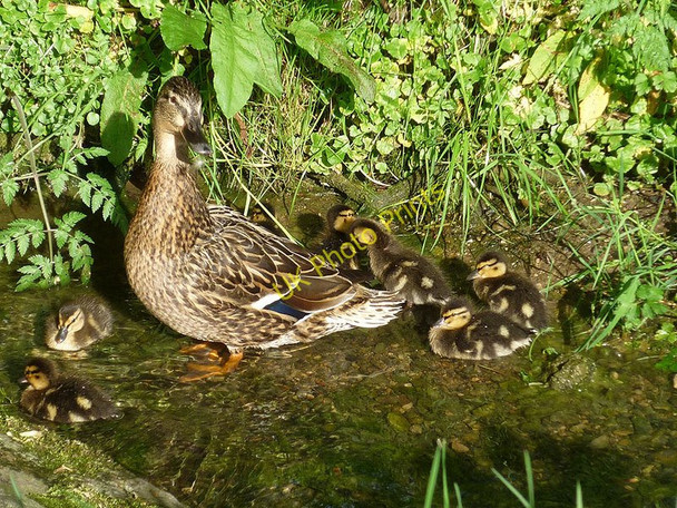Photo 6"x4" Duck and ducklings, Crosby Ravensworth Crosby Ravensworth c2011