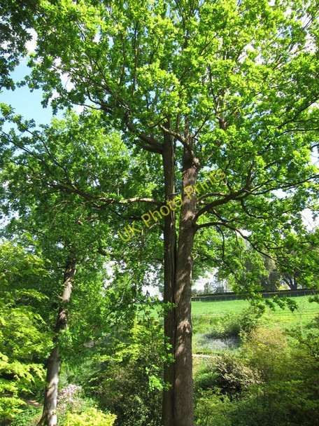 Photo 6"x4" Lightning-struck Oak tree Beacon Hill\/TQ8232 c2011