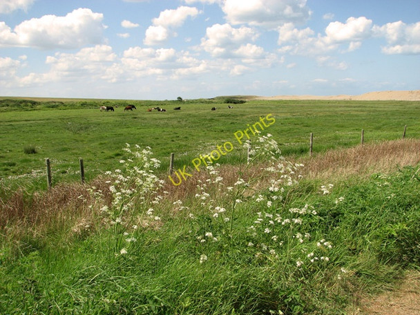 Photo 6"x4" Cattle grazing by The Quag Kelling c2011