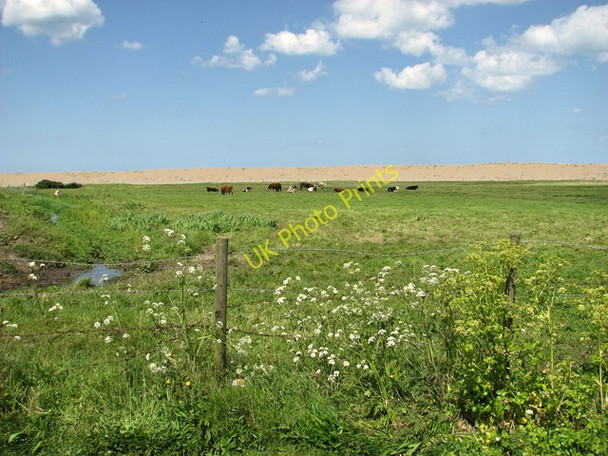 Photo 6"x4" Cattle grazing by The Quag Kelling c2011
