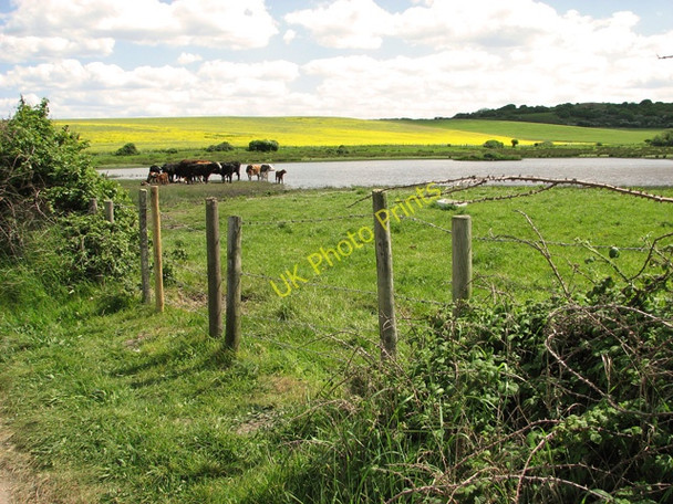 Photo 6"x4" Cattle in Kelling water meadow Kelling c2011