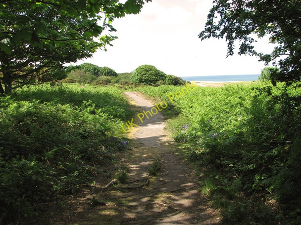 Photo 6"x4" Bluebells on the path to Muckleburgh Hill, Weybourne Kelling c2011