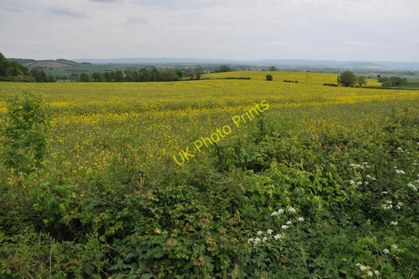 Photo 6"x4" Oilseed rape on Chargy Hill Woolridge c2011
