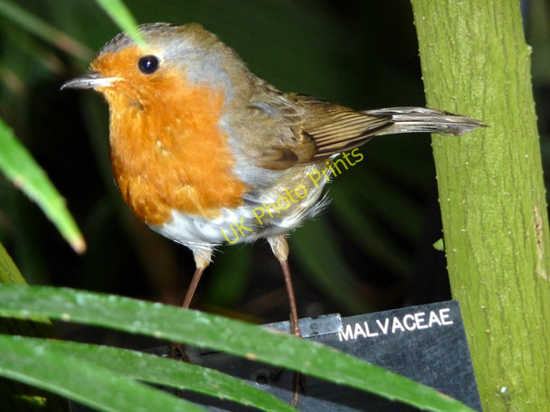 Photo 6"x4" Robin (Erithacus rubecula) Brentford c2011