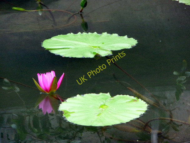 Photo 6"x4" Water Lily, Temperate House, Kew Gardens Brentford c2011