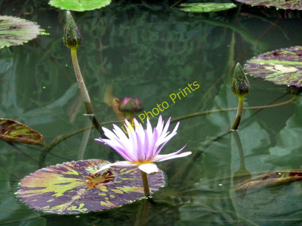 Photo 6"x4" Water Lily, Princess of Wales Conservatory, Kew Gardens Brentford c2011