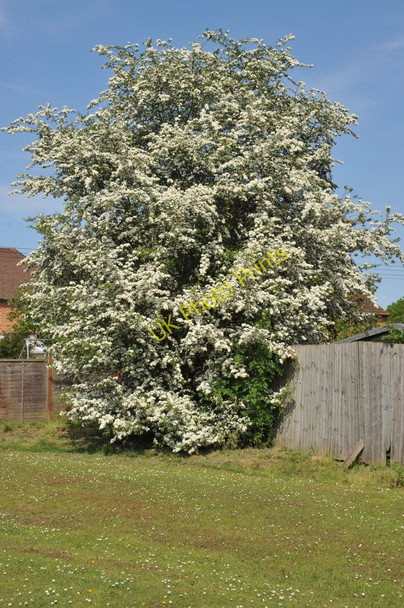 Photo 6"x4" Hawthorn blossom Earl's Croome c2011