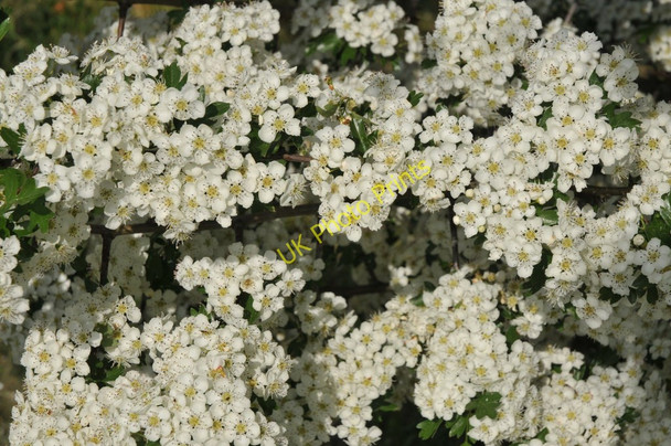 Photo 6"x4" Hawthorn blossom Earl's Croome c2011 P1