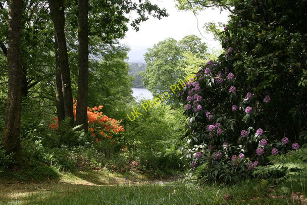Photo 6"x4" Stagshaw Garden Ambleside c2011