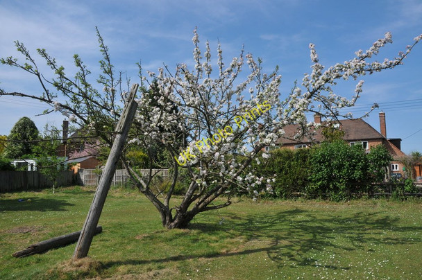 Photo 6"x4" Apple tree in blossom Earl's Croome c2011