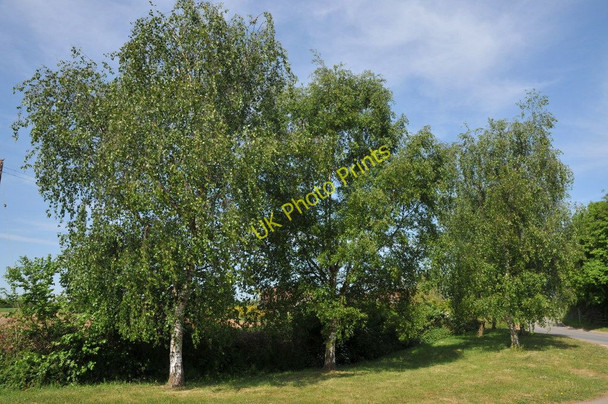 Photo 6"x4" Silver birch trees Baughton c2011