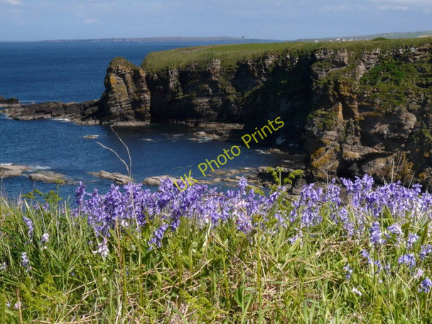 Photo 6"x4" Bluebells at Brough Brough\/ND2273 c2011