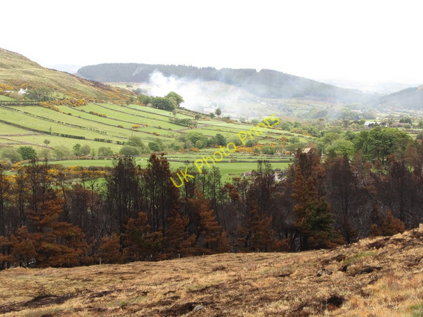 Photo 6"x4" Fire damaged forest at Forfannyreagh Kilcoo c2011