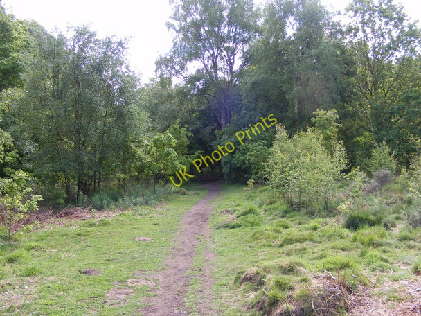 Photo 6"x4" Highgate Clearing Greensforge c2011