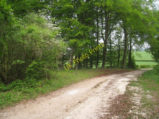 Photo 6"x4" Tall beeches by Wayfarer's Walk Totford c2011