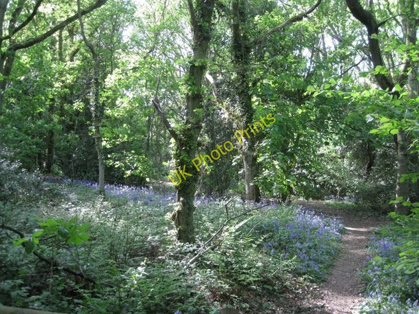 Photo 6"x4" Bluebells in woodland, Yarningale Common Holywell\/SP1966 c2011