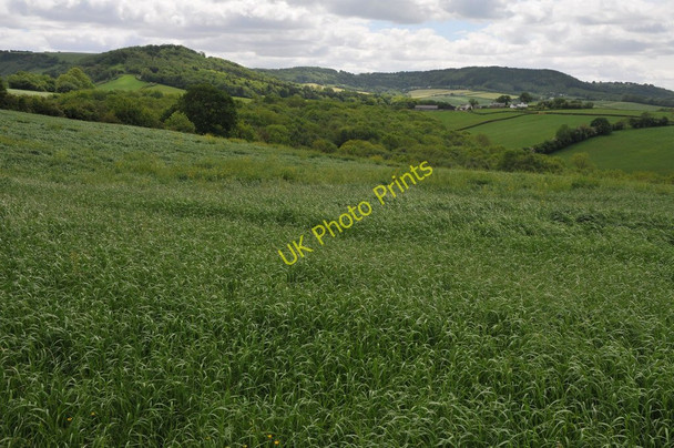 Photo 6"x4" Farmland near Llangwm Llangwm\/SO4200 c2011