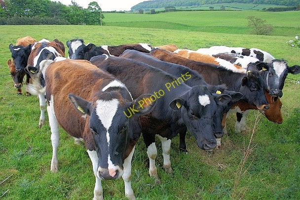 Photo 6"x4" Young Bullocks near Kirkless Farm Cloughton c2011
