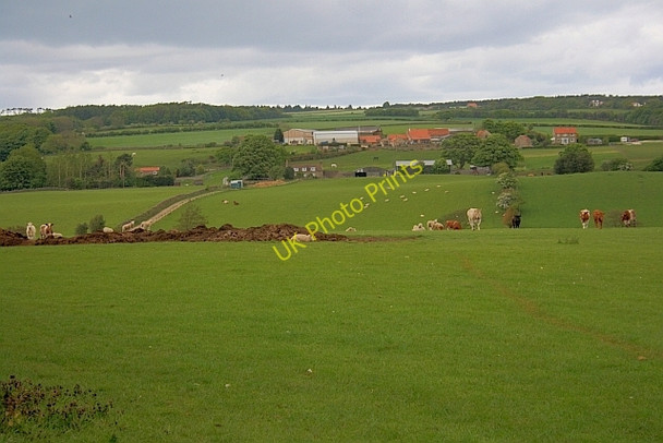Photo 6"x4" Pasture near Kirkless Farm Cloughton c2011