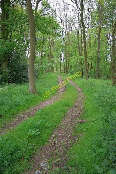 Photo 6"x4" Surgate Brow Plantation Cloughton c2011