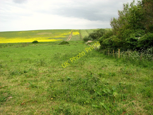 Photo 6"x4" Flowering oilseed rape by Muckleburgh Hill, Kelling Kelling c2011