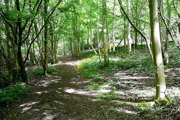 Photo 6"x4" Footpath in Mousell's Wood Frieth c2011