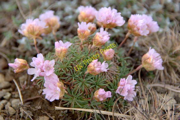 Photo 6"x4" Thrift (Armeria maritima), Keen of Hamar NNR Baltasound c2011