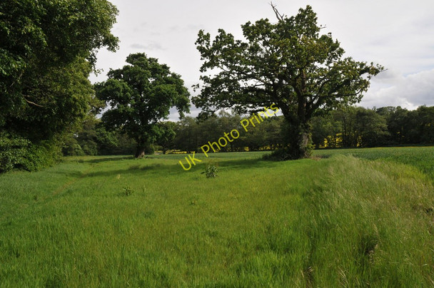 Photo 6"x4" Oak trees Began c2011