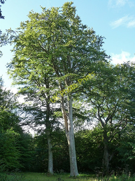 Photo 6"x4" Beeches near Callaly (2) Callaly c2010