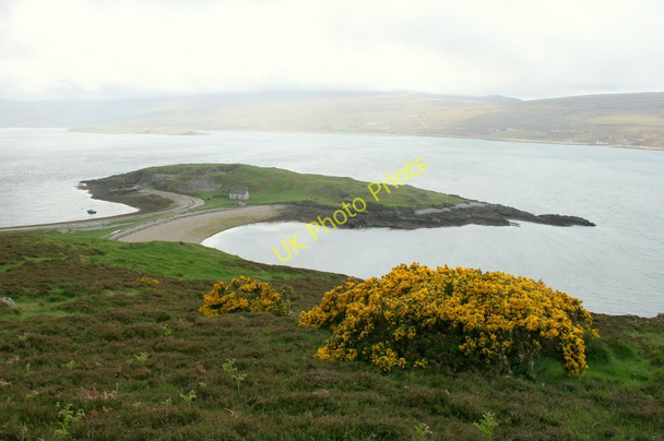 Photo 6"x4" Gorse in full bloom overlooking Ard Neackie Ard Neackie c2011