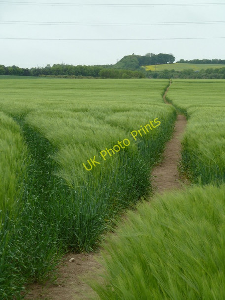 Photo 6"x4" Footpath across a large field of barley Bolsover c2011
