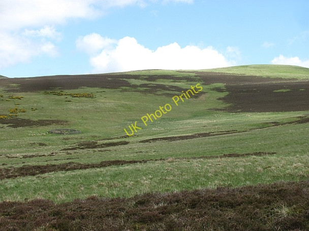 Photo 6"x4" Heathpool Common Redscarhead c2011