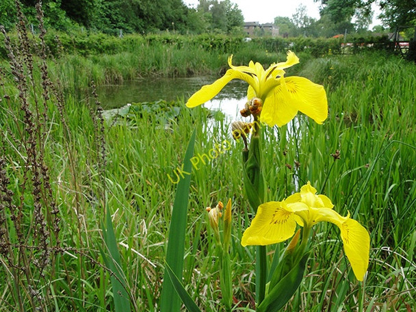 Photo 6"x4" Yellow Flag Irises near Cow Tower, Norwich Norwich c2011 P1