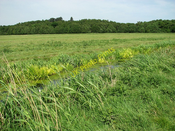 Photo 6"x4" Ditch in the marshes below Herringfleet Hills Herringfleet c2011