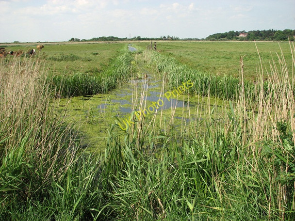 Photo 6"x4" Drainage ditch in marsh pasture below Herringfleet Hills Herringfleet c2011