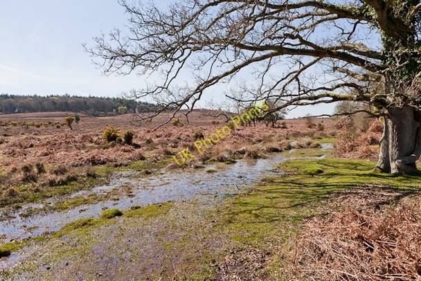 Photo 6"x4" Wet ground adjacent to Latchmore Brook Ogdens c2011