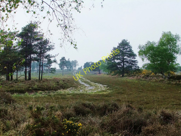 Photo 6"x4" Heathland on the Arne peninsula Arne c2011