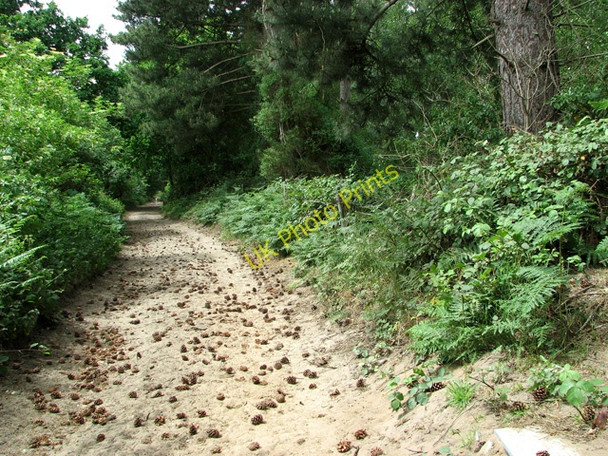 Photo 6"x4" Pine cones on path through Waveney Forest Fritton\/TG4600 c2011