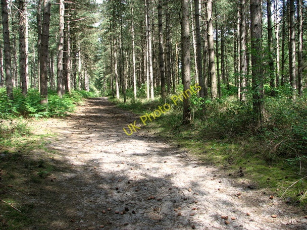 Photo 6"x4" One of many paths traversing Waveney Forest Fritton\/TG4600 c2011
