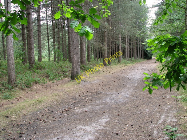 Photo 6"x4" One of the many paths traversing Waveney Forest Fritton\/TG4600 c2011