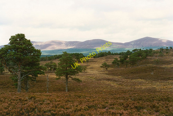 Photo 6"x4" Rothiemurchus forest Allt Druidh c1992