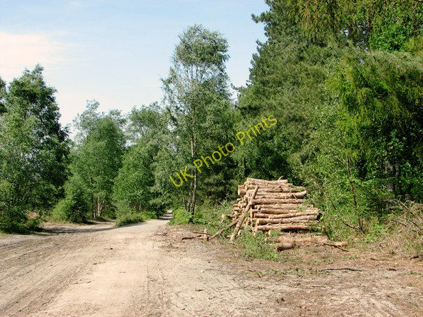 Photo 6"x4" Track in Fritton Wood Fritton\/TG4600 c2011