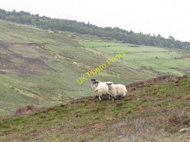 Photo 6"x4" Mourne sheep on the northern slope of Slievenagarragh Newcastle\/J3732 c2011