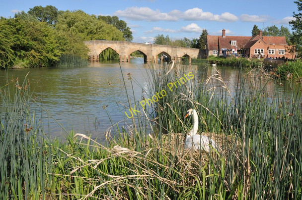 Photo 6"x4" Swan nesting at Newbridge Newbridge\/SP4001 c2011